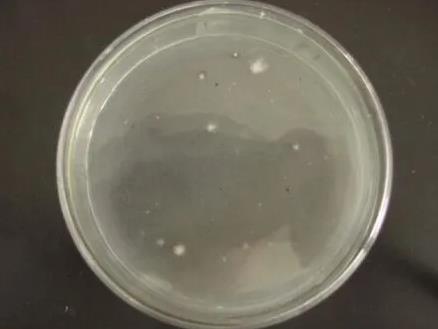 紫外誘變處理側(cè)耳菌，篩選獲得的開發(fā)秸稈資源優(yōu)秀菌株（一）