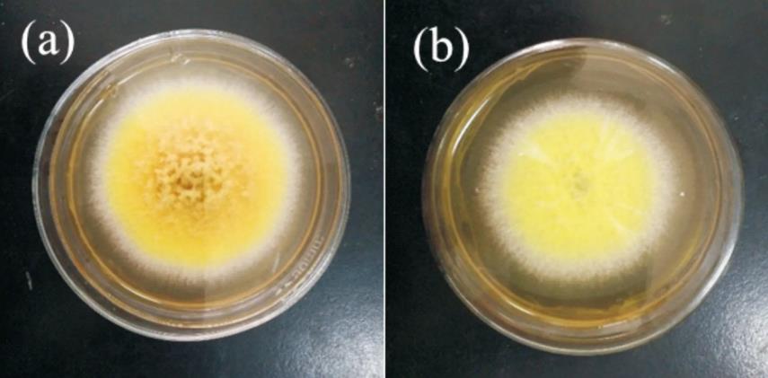 從茯磚茶中分離“金花菌”，對(duì)于高鹽度培養(yǎng)條件與生長機(jī)制