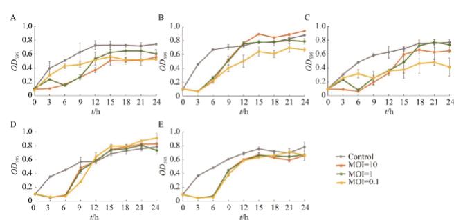 克雷伯氏菌裂解性噬菌體生長曲線、體內(nèi)體外抑菌曲線繪制