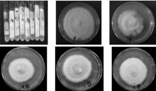 不同來源桑黃菌株生長特性及拮抗試驗(yàn)分析