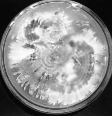 不同氮源、無(wú)機(jī)鹽、ph、溫度對(duì)多形炭角菌生長(zhǎng)的影響（一）