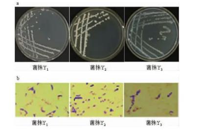 厭氧條件下窖泥富集酯化菌生理生化試驗(yàn)與生長(zhǎng)特性（一）