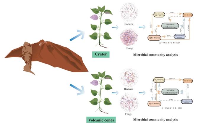 火山土壤對(duì)微生物群落多樣性的塑造、苧麻根際土壤微生物的影響