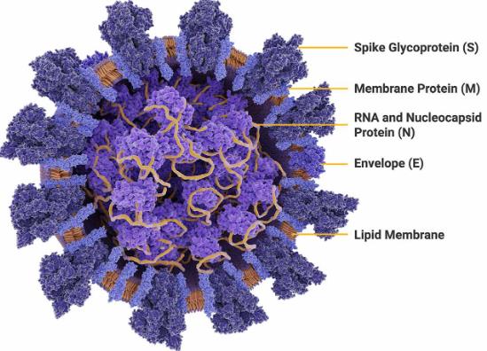 新型冠狀病毒SARS-CoV2單細胞內(nèi)增殖特性與傳播動力學模型