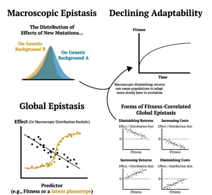 揭示不同生境生態(tài)群落中廣泛存在的全局功能上位效應（一）