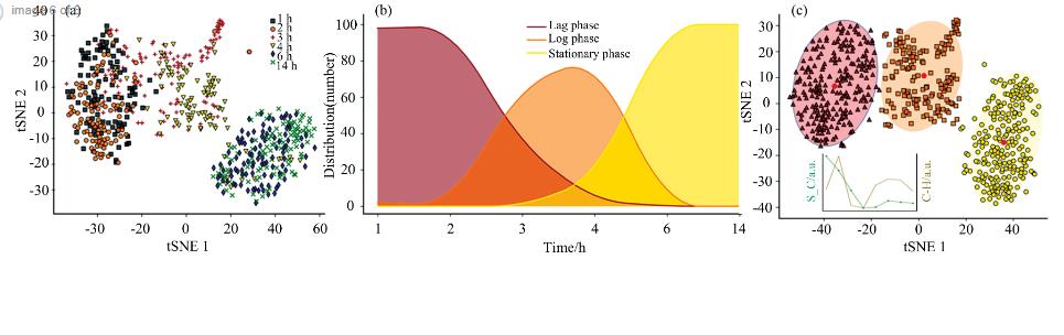 單細胞微生物生長時期精準鑒定與實時監(jiān)測方法（二）