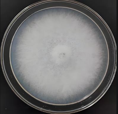 轉(zhuǎn)錄組技術(shù)分析產(chǎn)紫籃狀菌抑制尖鐮孢菌生長的作用機制——結(jié)果與分析