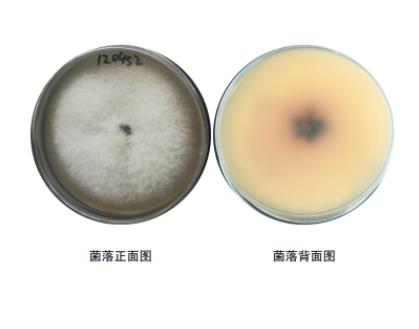 轉(zhuǎn)錄組技術(shù)分析產(chǎn)紫籃狀菌抑制尖鐮孢菌生長(zhǎng)的作用機(jī)制——討論與結(jié)論