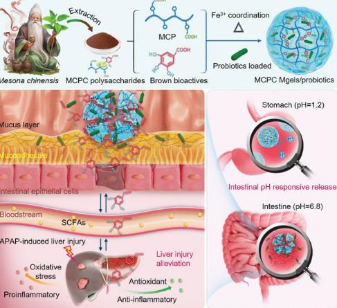 Bioscreen C自動(dòng)生長(zhǎng)曲線分析儀：多糖的水凝膠遞送系統(tǒng)在益生菌保護(hù)作用