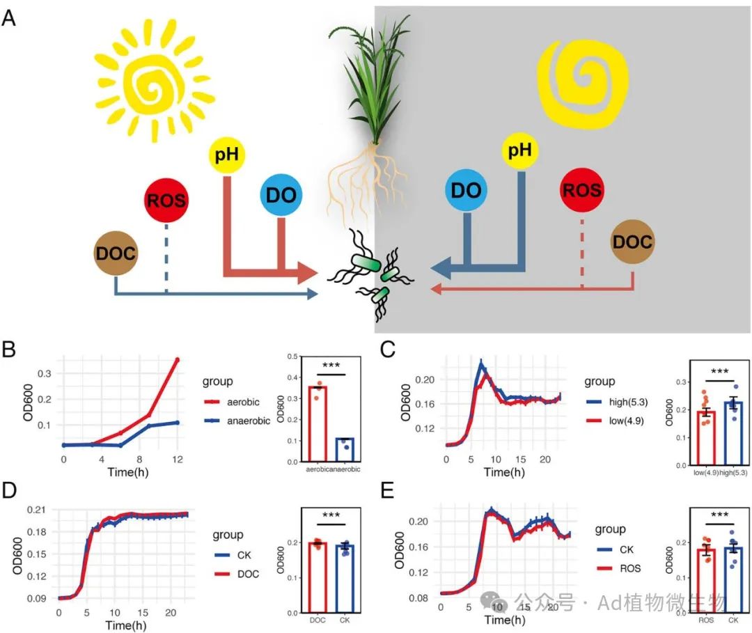 枯草芽孢桿菌的晝夜波動(dòng)生長(zhǎng)與根際溶解氧和pH值密切相關(guān)