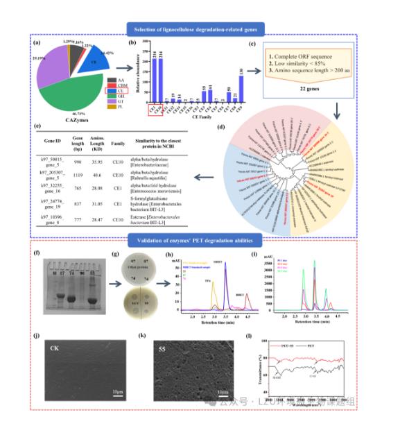 新篩選PET塑料降解酶表征、降解能力、最佳條件、實(shí)際應(yīng)用（一）
