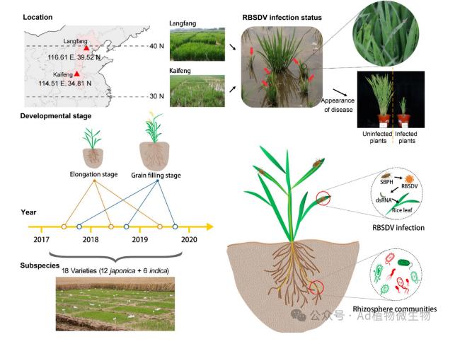 介體昆蟲灰飛虱傳播對水稻根際微生物動態(tài)變化的影響
