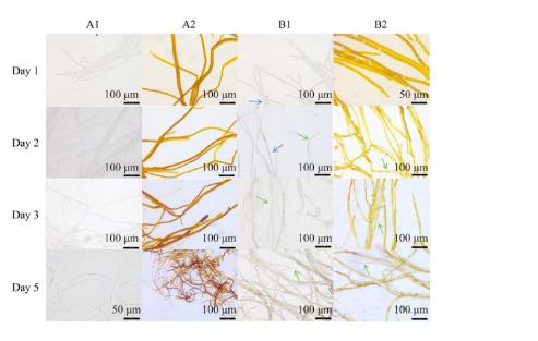 桑椹菌核病拮抗菌的分離篩選、鑒定、生防作用與機理——摘要、前言