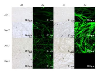 桑椹菌核病拮抗菌的分離篩選、鑒定、生防作用與機理——結果與分析