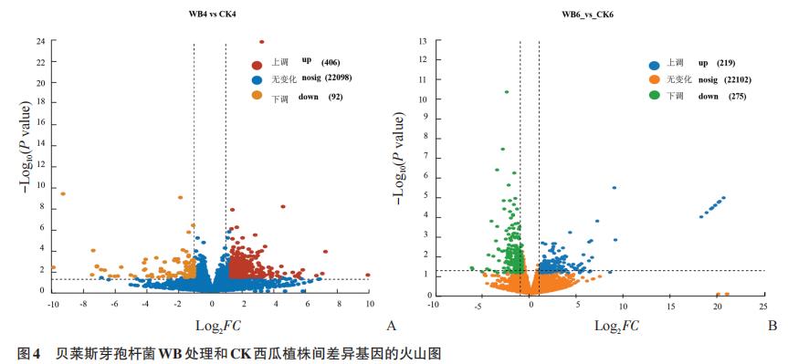 平板實驗測定貝萊斯芽胞桿菌WB菌株對西瓜植株的促生效應——結果與分析