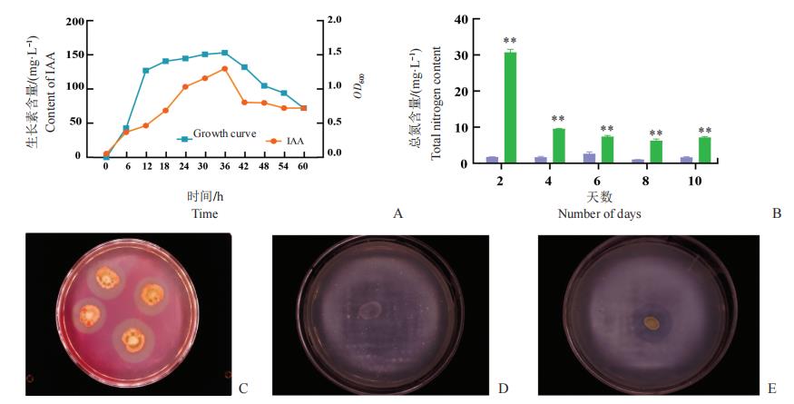 平板實驗測定貝萊斯芽胞桿菌WB菌株對西瓜植株的促生效應——摘要、材料與方法