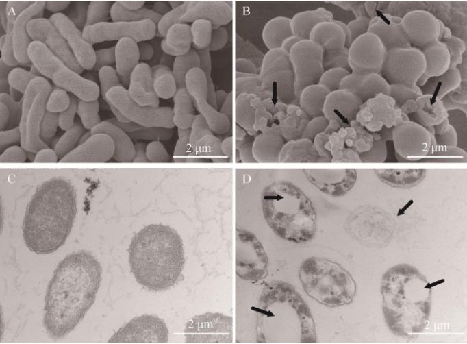 甘膽口服液對(duì)副溶血弧菌細(xì)胞結(jié)構(gòu)及體外抑菌活性影響——討論與結(jié)論