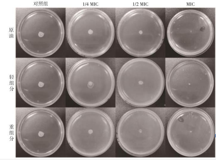 龍腦精油3種組分對(duì)大腸桿菌生長(zhǎng)曲線的抑制效果——結(jié)果與分析、結(jié)論