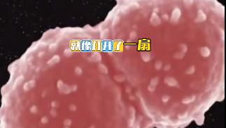 太空全新微生物——天宮尼爾菌憑什么被稱為“六邊形戰(zhàn)士”