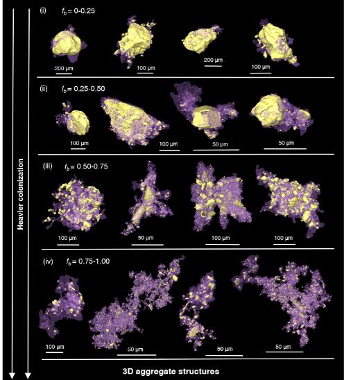 首次揭示微生物驅(qū)動的泥沙結(jié)構(gòu)-動力演化機制，顛覆傳統(tǒng)泥沙運動理論的核心假定