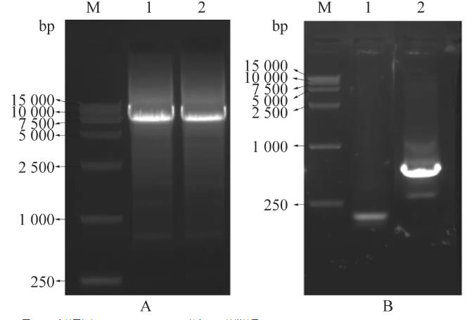 A型塞內(nèi)卡病毒全長感染性克隆、致病機理及生長曲線分析（二）
