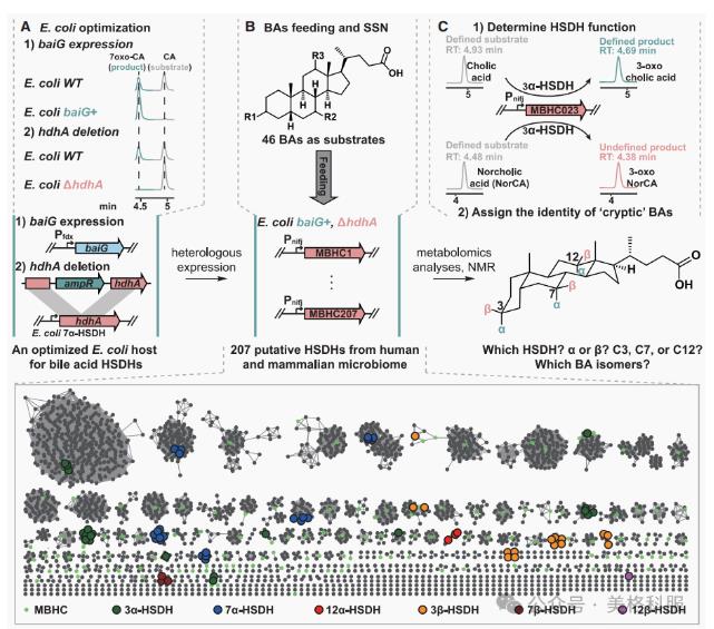 腸道微生物群竟成抗癌“隱形戰(zhàn)士”！催化生成新型膽汁酸激活抗腫瘤免疫（一）