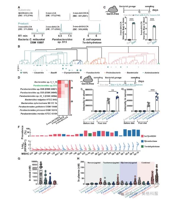 腸道微生物群竟成抗癌“隱形戰(zhàn)士”！催化生成新型膽汁酸激活抗腫瘤免疫（二）