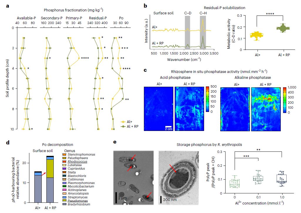 基于微生物研究酸和鋁脅迫下提高水稻產(chǎn)量的方法