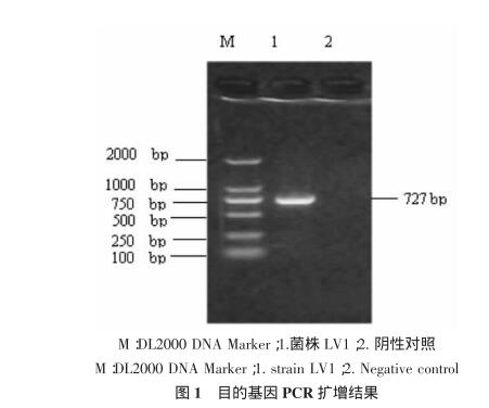 驢用微生態(tài)制劑干酪乳酸桿菌篩選、生理生化鑒定及生長條件（一）