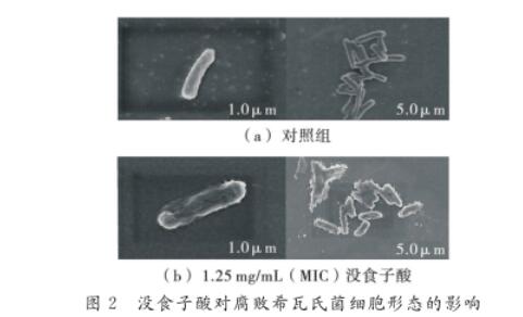 沒食子酸、原兒茶酸、綠原酸3種酚酸對(duì)腐敗希瓦氏菌的抑制作用與機(jī)制（二） 