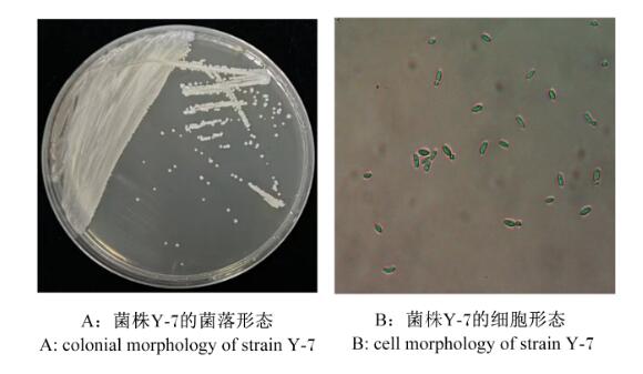 克魯斯假絲酵母菌Y-7的生長曲線、抗逆性能及氨氮降解率研究（一）