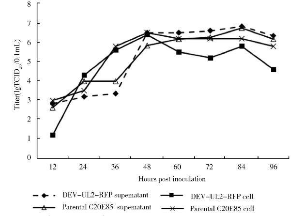 重組鴨腸炎病毒一步生長曲線、基因組鑒定及穩(wěn)定性——結(jié)果與分析、討論與結(jié)論