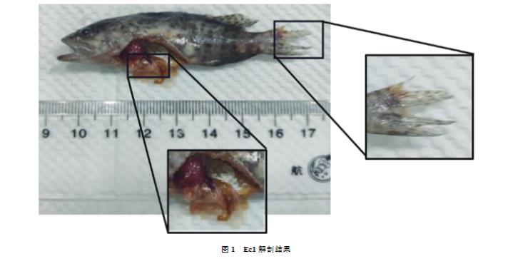 斜帶石斑魚哈維氏弧菌分離純化、生長曲線繪制及耐藥性研究（一）