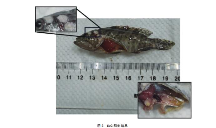 斜帶石斑魚哈維氏弧菌分離純化、生長曲線繪制及耐藥性研究（二）