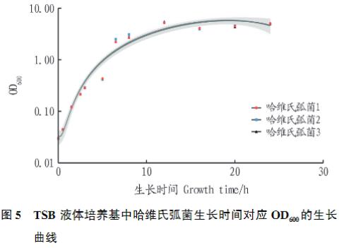 斜帶石斑魚哈維氏弧菌分離純化、生長曲線繪制及耐藥性研究（三）