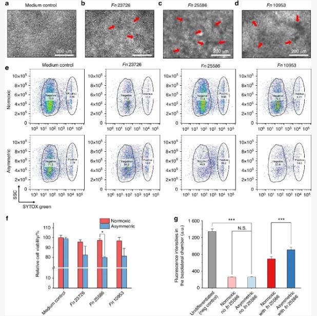 新設(shè)計非對稱氣體共培養(yǎng)系統(tǒng)研究口腔微生物與宿主細(xì)胞之間的相互作用