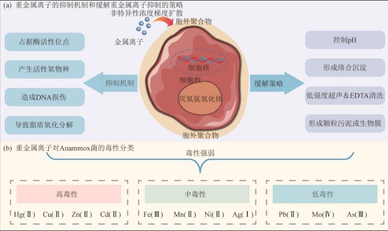 常見抑制因子對厭氧氨氧化（Anammox）菌脫氮性能的影響及其作用機制