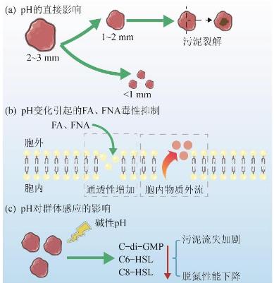 pH、溫度和溶解氧等運行參數(shù)對厭氧氨氧化（Anammox）菌生長、脫氮性能的影響