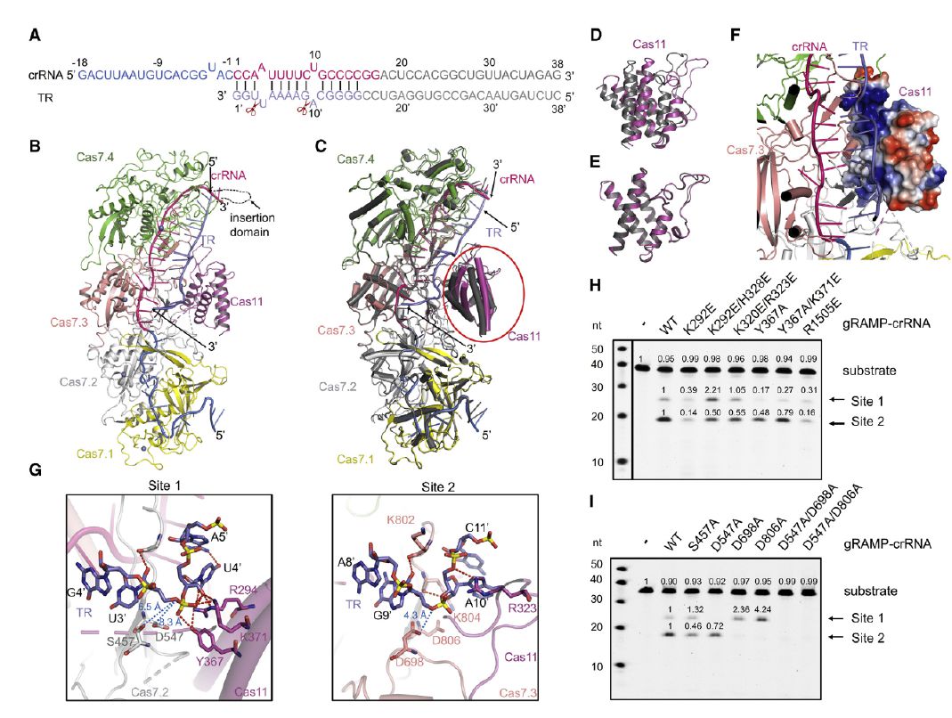 微生物生長曲線分析儀評估III-E型CRISPR-Cas系統(tǒng)的抗病毒效果