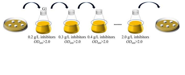 定向梯度馴化釀酒酵母W303-1A在糠醛和對羥基苯甲酸抑制脅迫下生長情況（一）