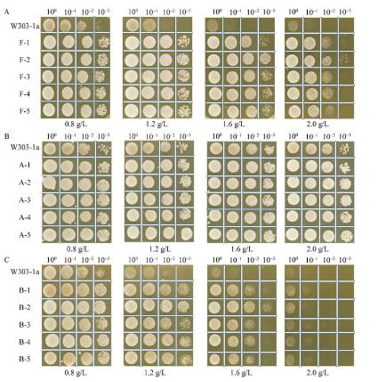 定向梯度馴化釀酒酵母W303-1A在糠醛和對羥基苯甲酸抑制脅迫下生長情況（二）