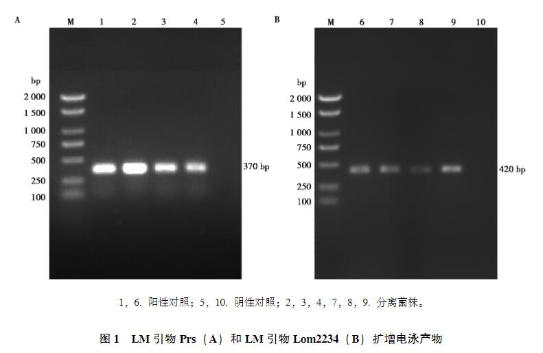 畜禽屠宰場環(huán)境和畜禽肉中單增李斯特菌污染情況、生長曲線及消毒劑最小抑菌濃度分析（二）