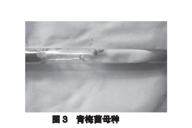 青梅菌菌絲體的生長溫度和適宜的培養(yǎng)基選擇【實驗】