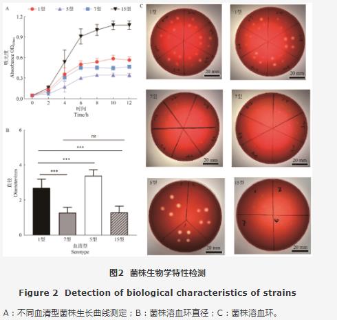 疫苗候選菌株：豬胸膜肺炎放線桿菌生長曲線、溶血活性、 耐藥性測定（四）