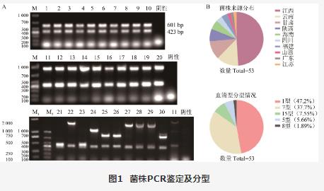 疫苗候選菌株：豬胸膜肺炎放線桿菌生長曲線、溶血活性、 耐藥性測定（三）