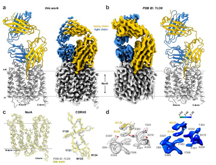 微生物生長曲線分析儀&冷凍電鏡用于解析小分子MFS轉(zhuǎn)運(yùn)蛋白的結(jié)構(gòu)