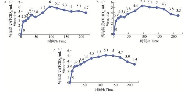 牛皮膚結(jié)節(jié)病毒分離鑒定、生長曲線、免疫熒光、TCID50測定（二）