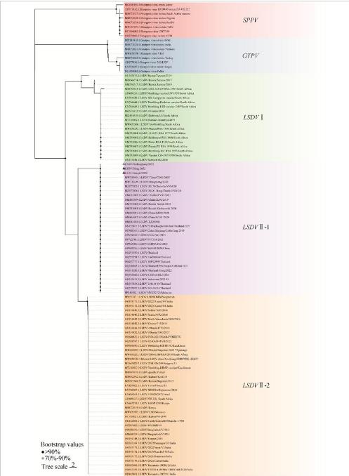 牛皮膚結(jié)節(jié)病毒分離鑒定、生長(zhǎng)曲線(xiàn)、免疫熒光、TCID50測(cè)定（三）