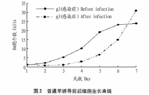 慢病毒對(duì)普通山羊、克隆奶山羊和轉(zhuǎn)基因克隆奶山羊細(xì)胞生長(zhǎng)曲線(xiàn)影響及毒性作用