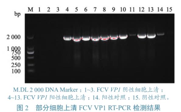 貓上呼吸道疾病病例中FCV、FHV-1和FIV分離、鑒定及gB基因同源性分析——結(jié)果、結(jié)論
